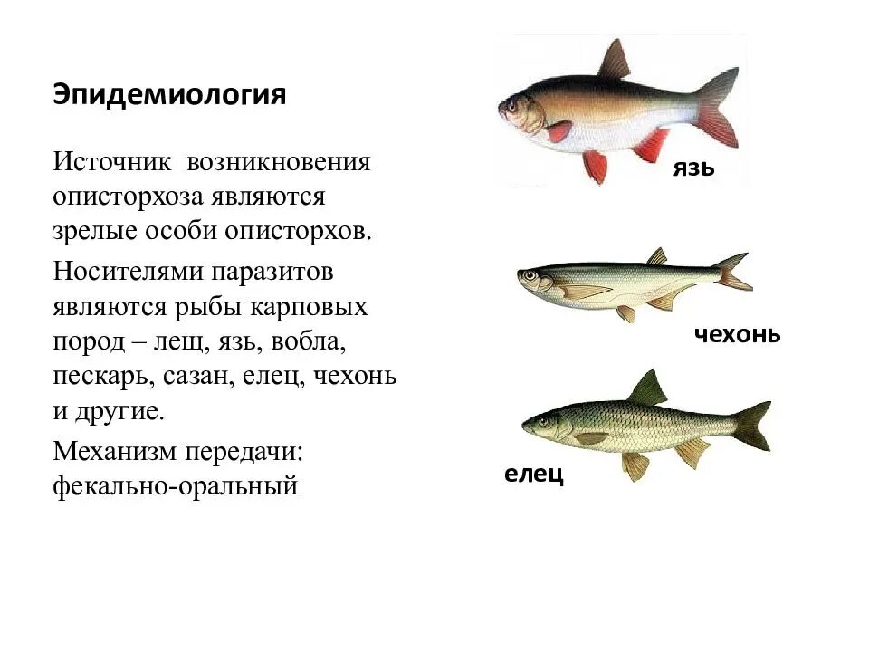 Как победить описторхоз и как защититься от этого после рыбалки?