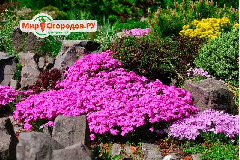 Альпийская горка многолетники с названием. Безвременник на альпийской горке. Ясколка альпийская. Примула почвопокровная. Альпийская горка многолетники с названием.