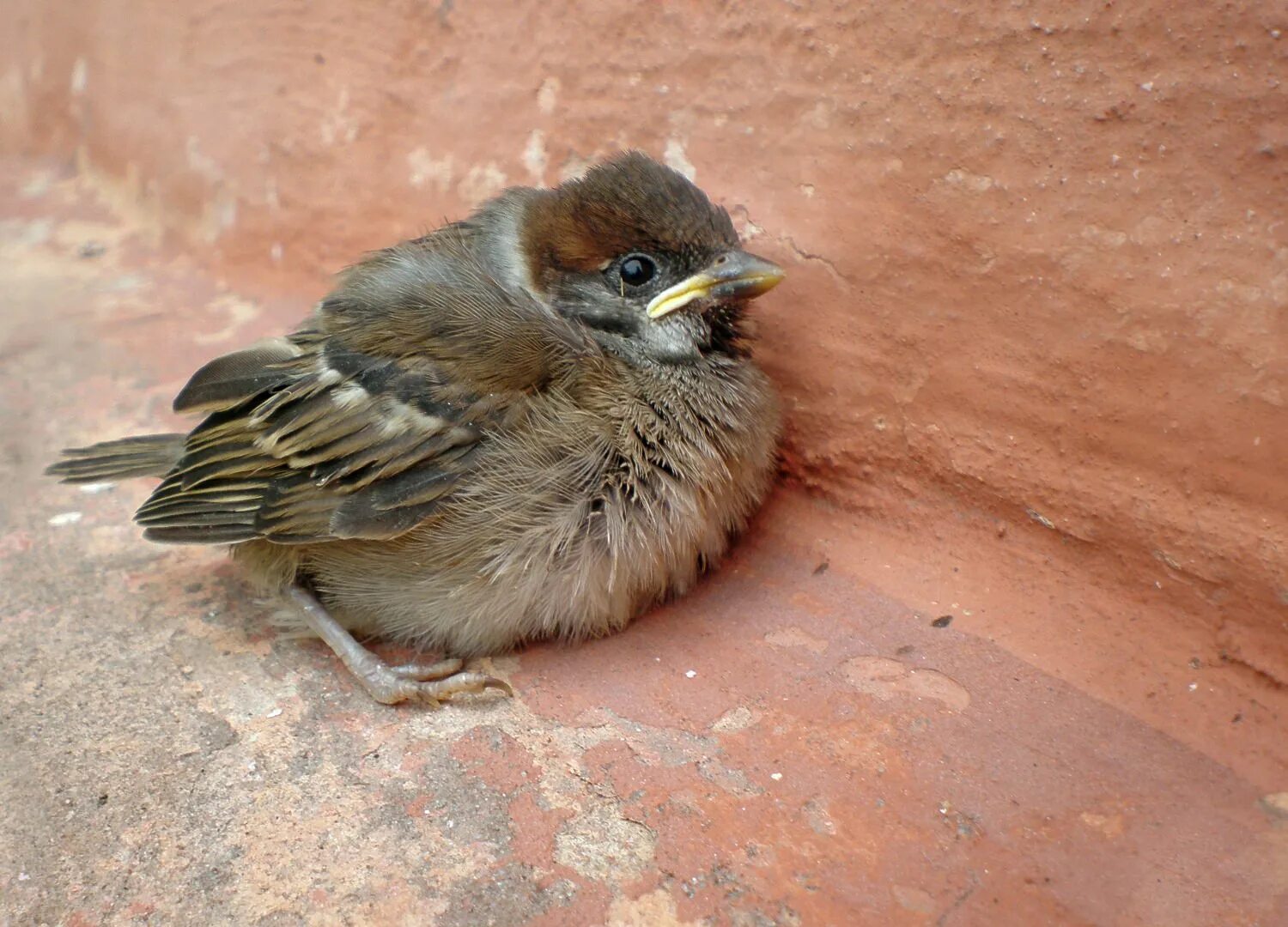 домовый воробей птенец. воробей желторотик птенец. пухлый воробей. стриж птенец желторотик. маленький воробушек.