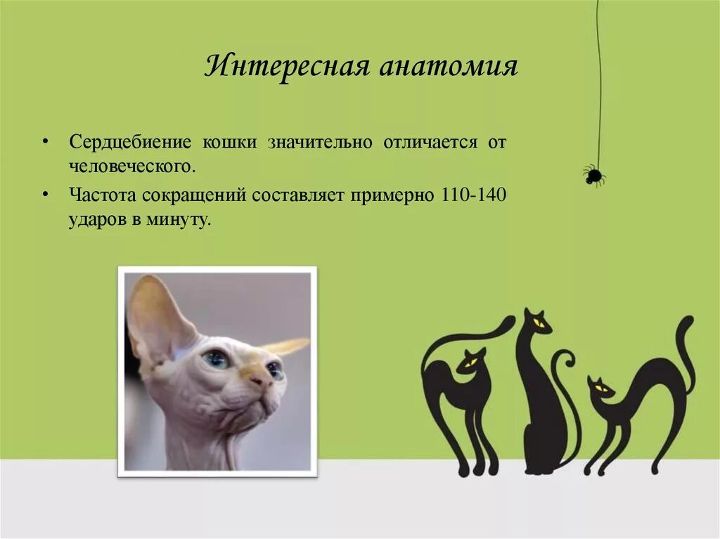 Сердцебиение у котят