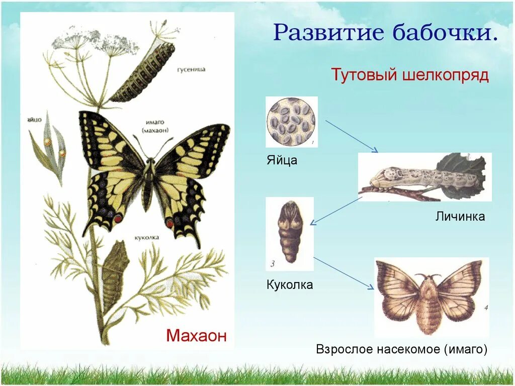 Развитие бабочки схема. Стадии развития бабочки Махаон. Цикл развития бабочки Махаон. Тип развития бабочки капустницы. Яйцо личинка бабочка стадия развития.