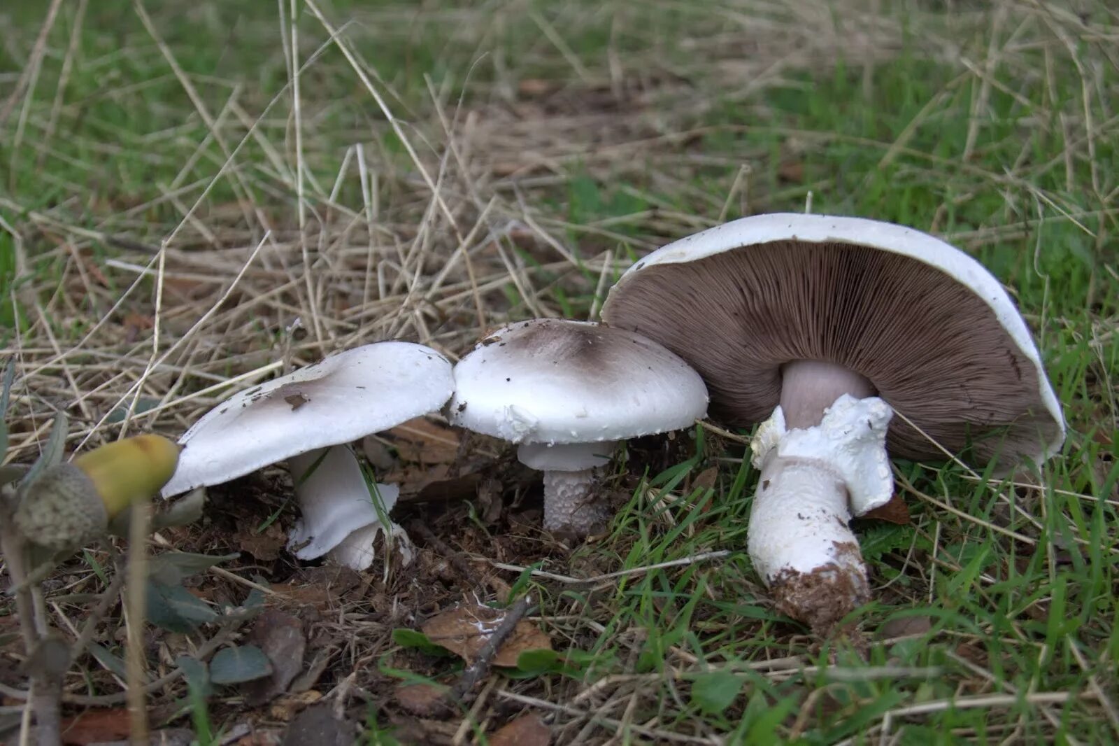 Белый гриб корень. Шампиньон Кюнера. Шампиньон мухоморовидный. Шампиньон желтокожий ядовитые грибы. Lepista Panaeolus.