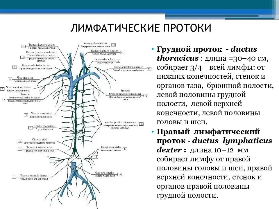 Грудной проток лимфатической системы схема. Грудной проток лимфатической системы анатомия. Грудной проток лимфатической системы и правый лимфатический. Лимфатические системы лимфатические узлы лимфатические сосуды. Ствол латынь