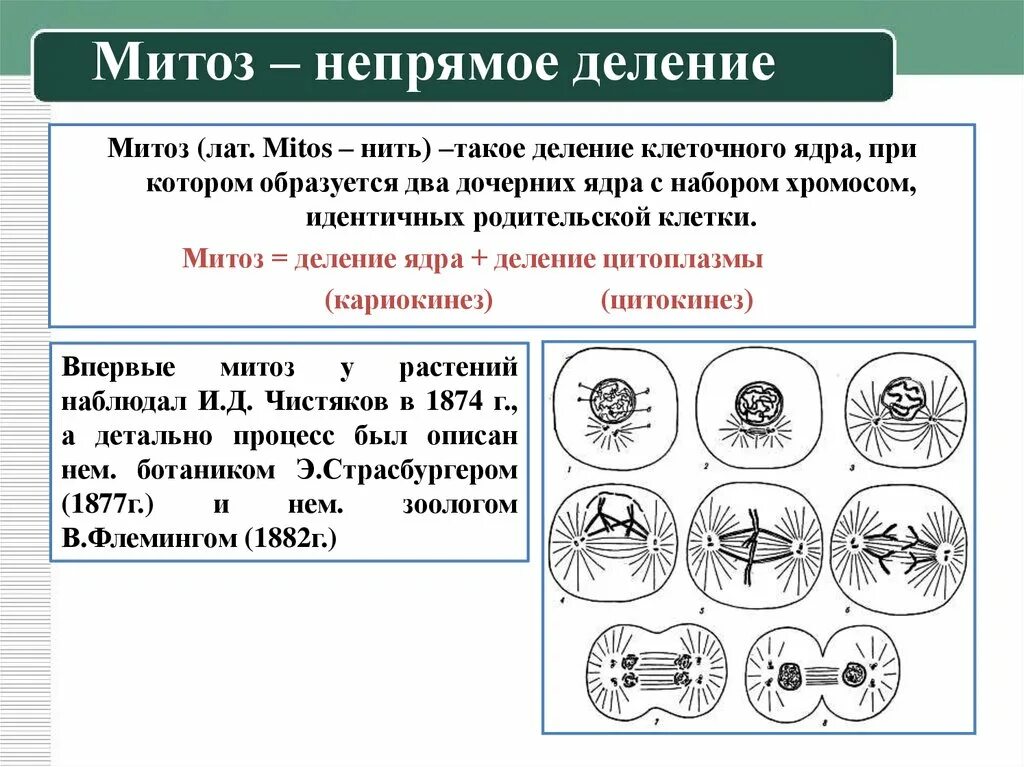 Деление клетки митоз стадии митоза. Деление клетки митоз стадии митоза. Деление клетки митоз стадии митоза. Деление клетки митоз. Клеточное деление митоз.