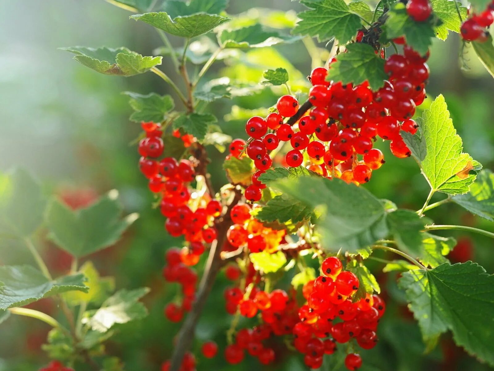 Плодовые кустарники смородина. Ягоды красной смородины. Красная смородина кустарник. Смородина алая Зорька.