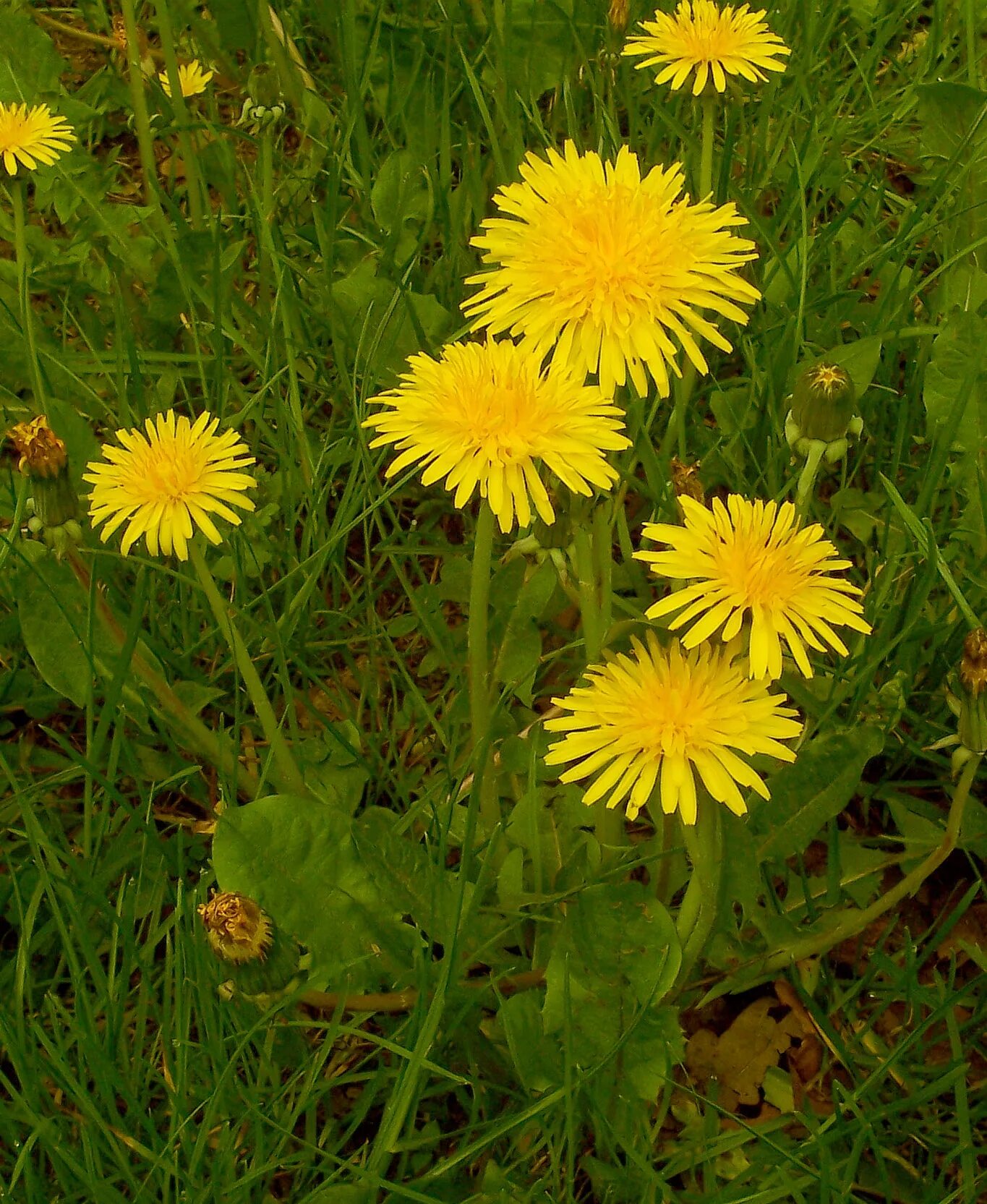 Одуванчик Taraxacum officinale. Taraxacum officinale f.h.Wigg. – Одуванчик лекарственный. Одуванчик (Taraxacum officinale f.). Одуванчик полевой обыкновенный. Цветок одуванчика лекарственного