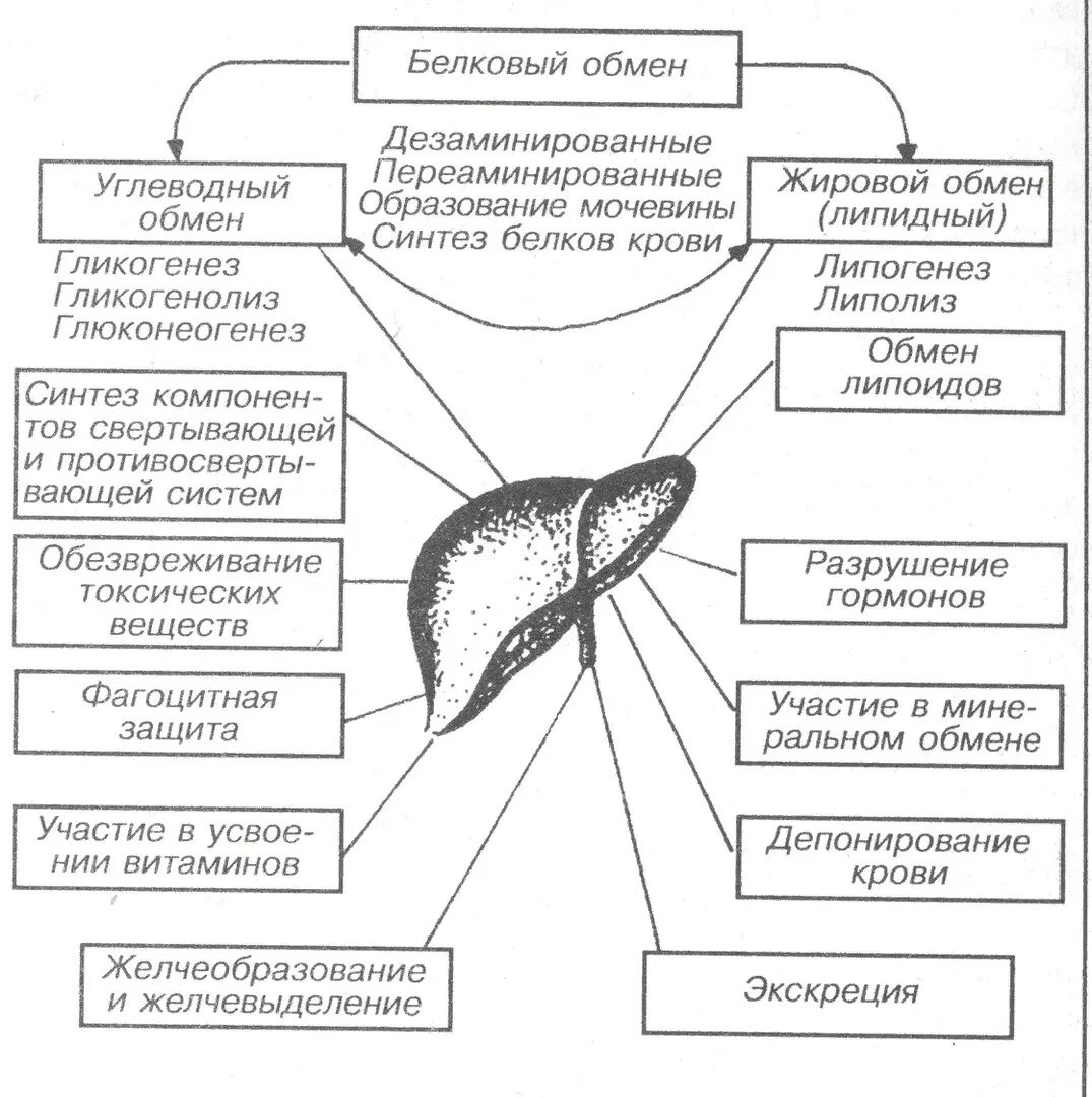 Физиологические функции печени. Функции печени схема. Печень и ее метаболические функции схема. Функции печени физиология.