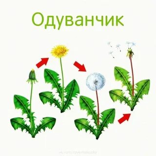 Презентация день одуванчика для дошкольников