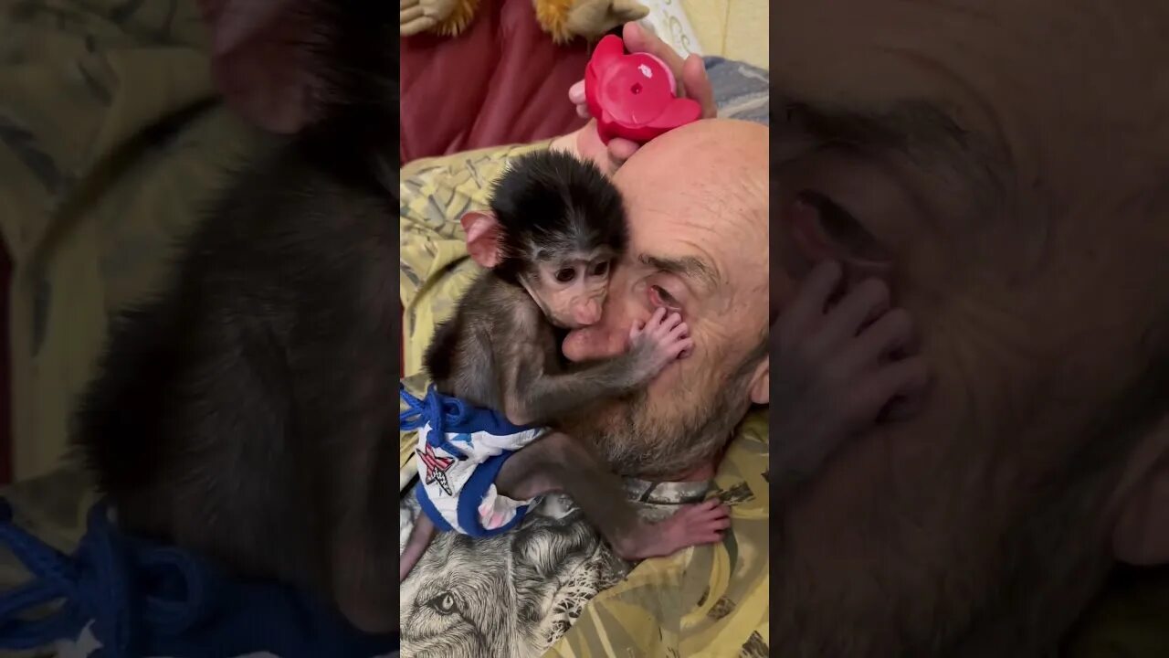 Тайган сафари парк обезьянка люся. Люська тайган последнее видео. Обезьяна люся гамадрил. Люська тайган последнее видео. Люська тайган последнее видео.