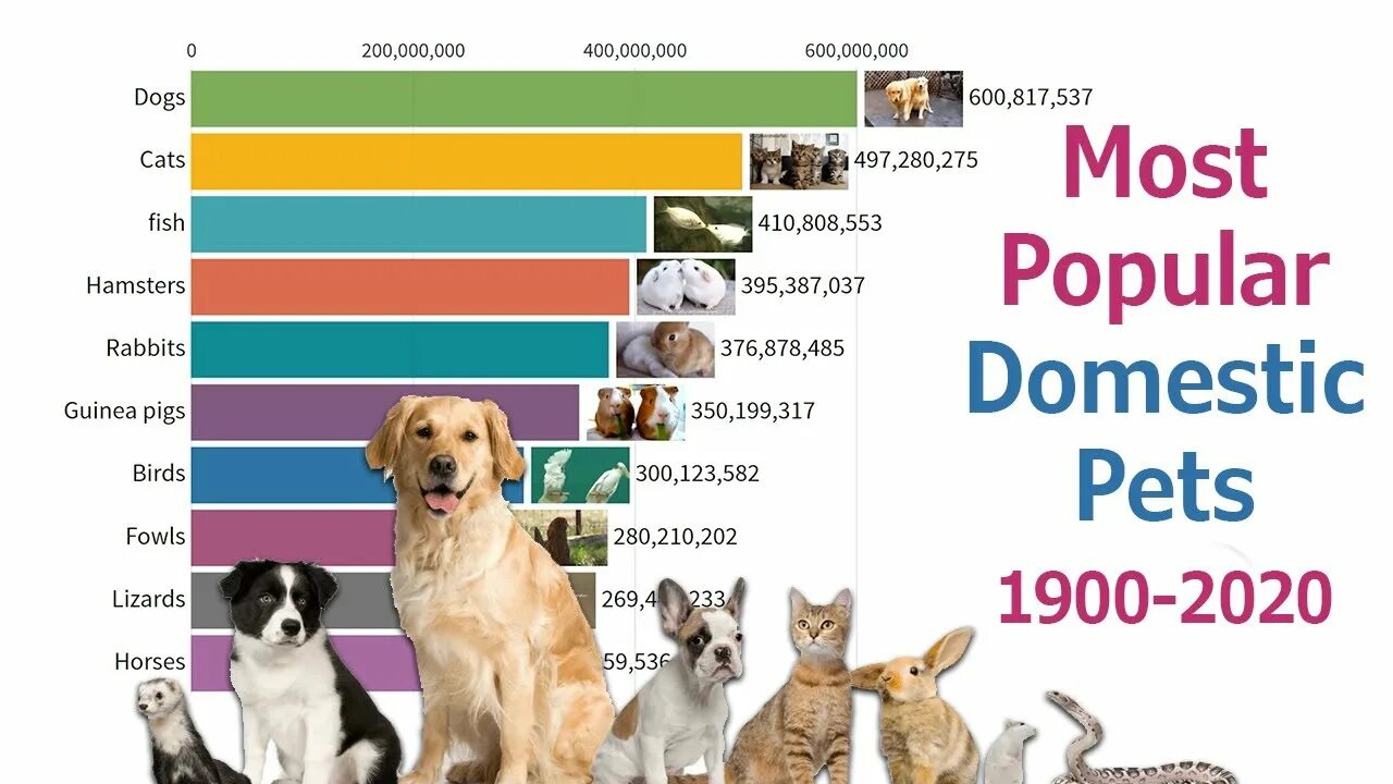 Popular Pets. Самый популярный питомец в мире. Самые популярные домашние животные в мире. Pets in russia