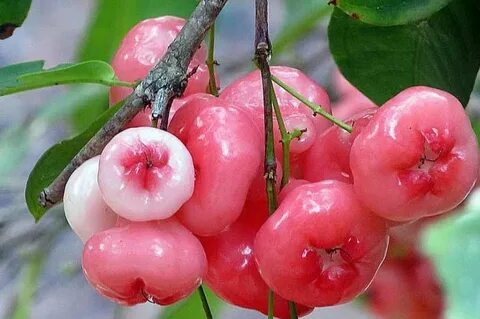 Please fruit