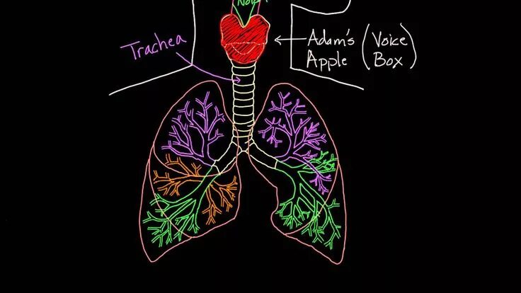 Lungs. Healty lungs isolated on white , #AFFILIATE, #Healty, #Lungs, #lungs, #wh