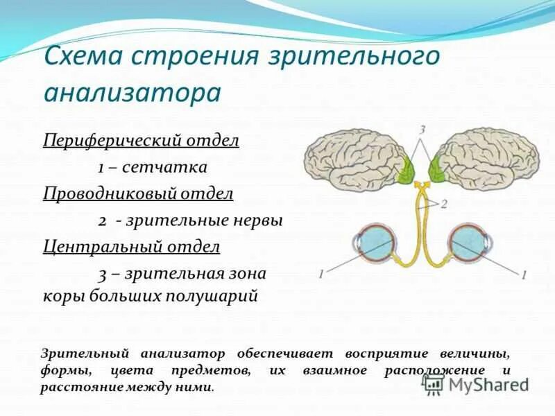 Что входит в состав анализаторов биология. Отделы зрительного анализатора схема. Сенсорная система зрительного анализатора схема. Схематично изобразите строение зрительного анализатора. Схема строения периферического отдела зрительного анализатора.