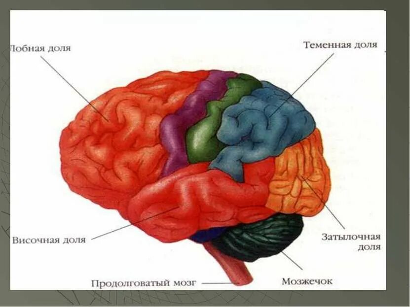 Затылочно теменных отделов мозга. Затылочные доли коры головного мозга. Мозг строение отделы. Нейроны в затылочной доле коры