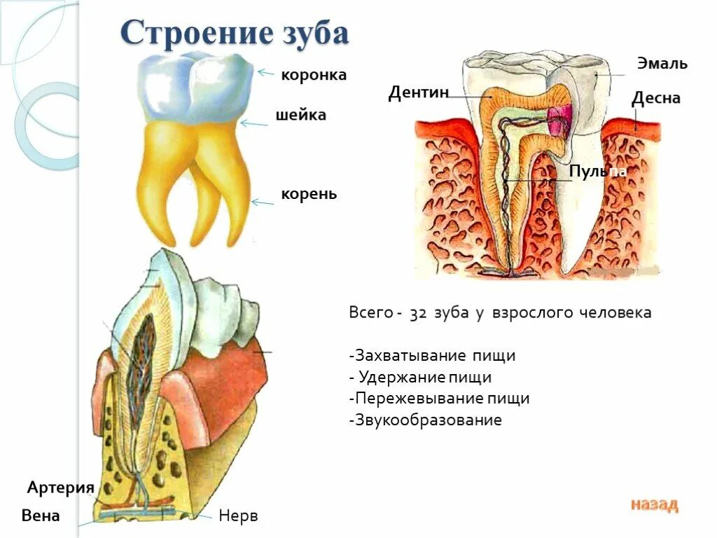 Строение 8. Строение зубов биология 8 класс. Строение зуба человека. Зубы строение и функции. Структура зуба человека.