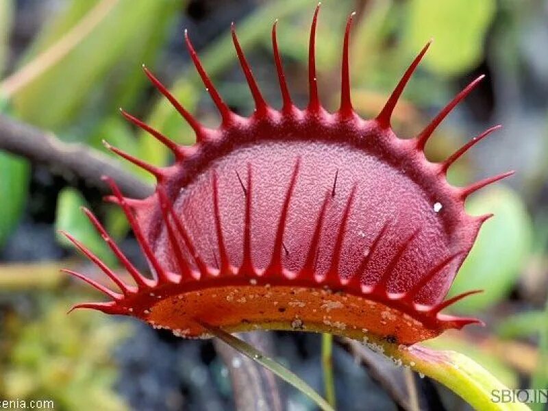 Poisonous flower. Ловчий аппарат росянки. Хищные Насекомоядные растения. Росянка мухоловка непентес. Ловчие аппараты насекомоядных растений.