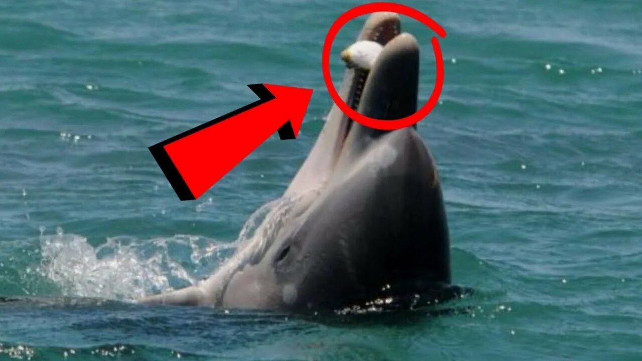 Есть ли дельфин людей. Дельфины опасны для человека.