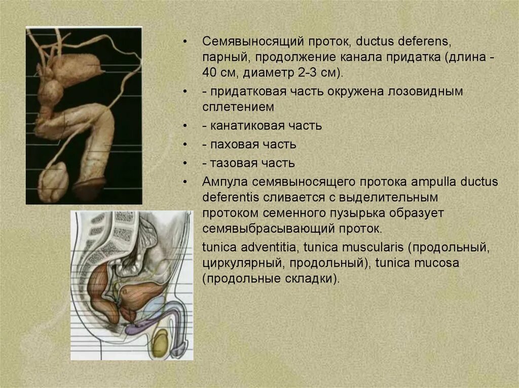 Сильные половые органы. Семявыводящий проток анатомия. Семявыносящий проток анатомия строение. Части семявыносящего протока. Топография семявыносящего протока анатомия.