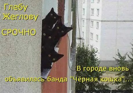 Следящая кошка
