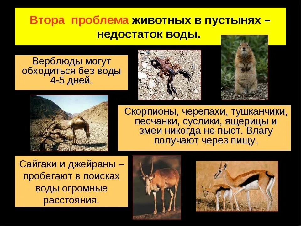 Условия обитания животных в пустыне. Животные пустыни. факты о животных пустыни. интересные факты о животных в пустыне. приспособления животных в пустыне.