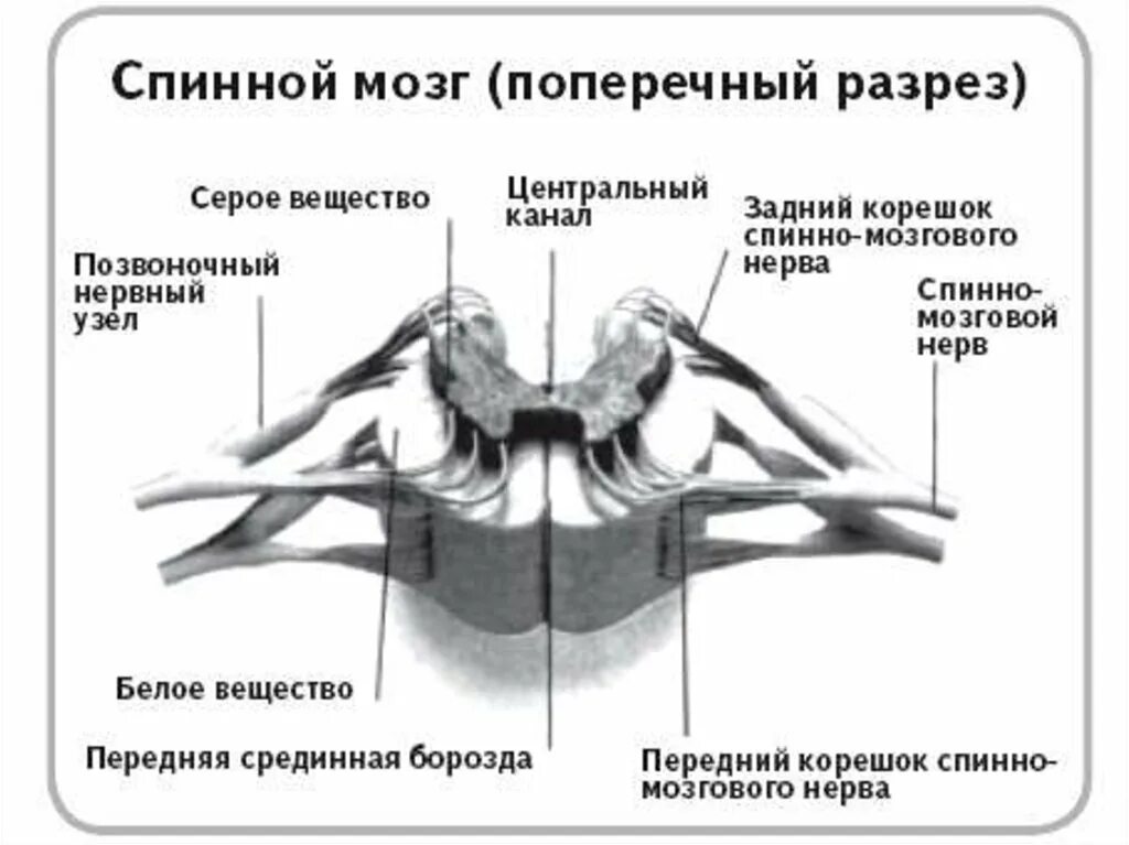 Защита спинного мозга обеспечение подвижности головы опора. Строение спинного мозга анатомия поперечный разрез. Спинной мозг строение поперечный срез. Структуры на поперечном разрезе спинного мозга. Срез спинного мозга строение.