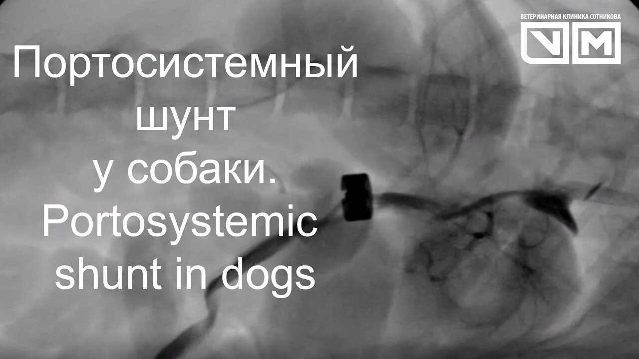 Портосистемный шунт у собак. Портосистемный шунт у собаки операция. Порто системный шунт у собаки.