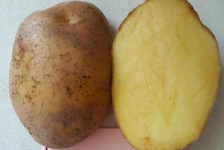 Картофель триумф отзывы. Картофель сорт Родриго. Сорт картофеля Волат. Сорт Шарвари Пирошка.