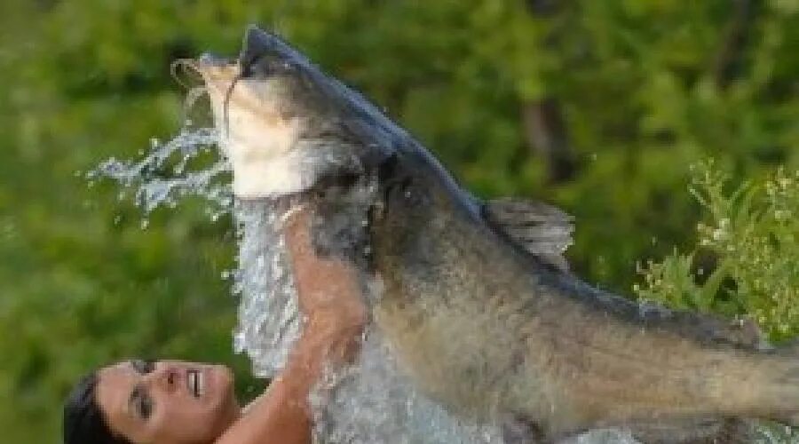 Ловить рыбу в чистой воде во сне. Рыба с руками. Рыба сон. Ловить рыбу во сне.