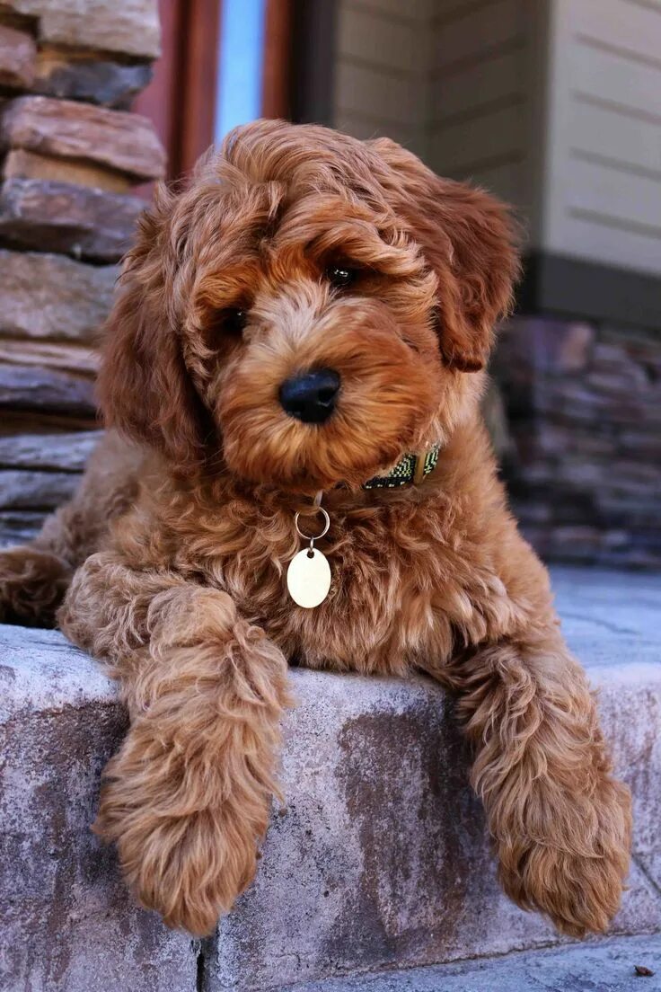 Pin on Dog Breeds