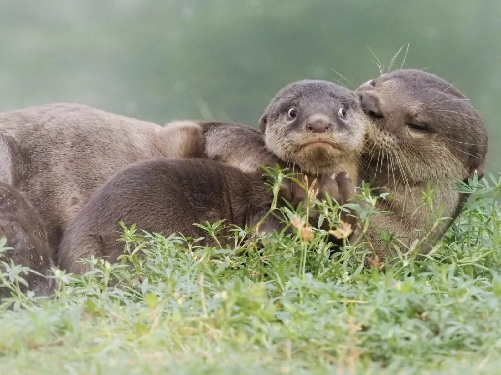 Wildlife photos. Финалисты comedy Wildlife Photography Awards. Премия comedy Wildlife Photography. Смешные животные. Смешные звери.