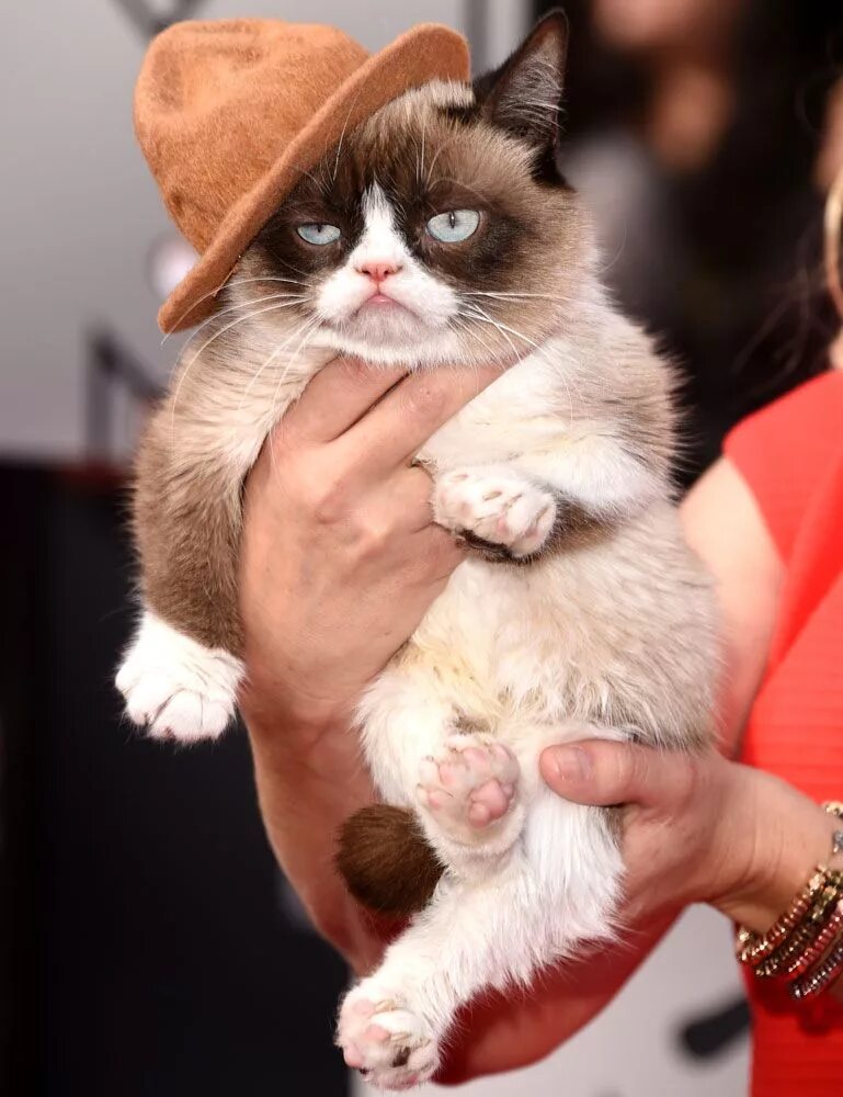 Угрюмый кот. Грампи кэт порода. грэмми кэт. сердитый кот grumpy cat. кот грампи grumpy кэт.