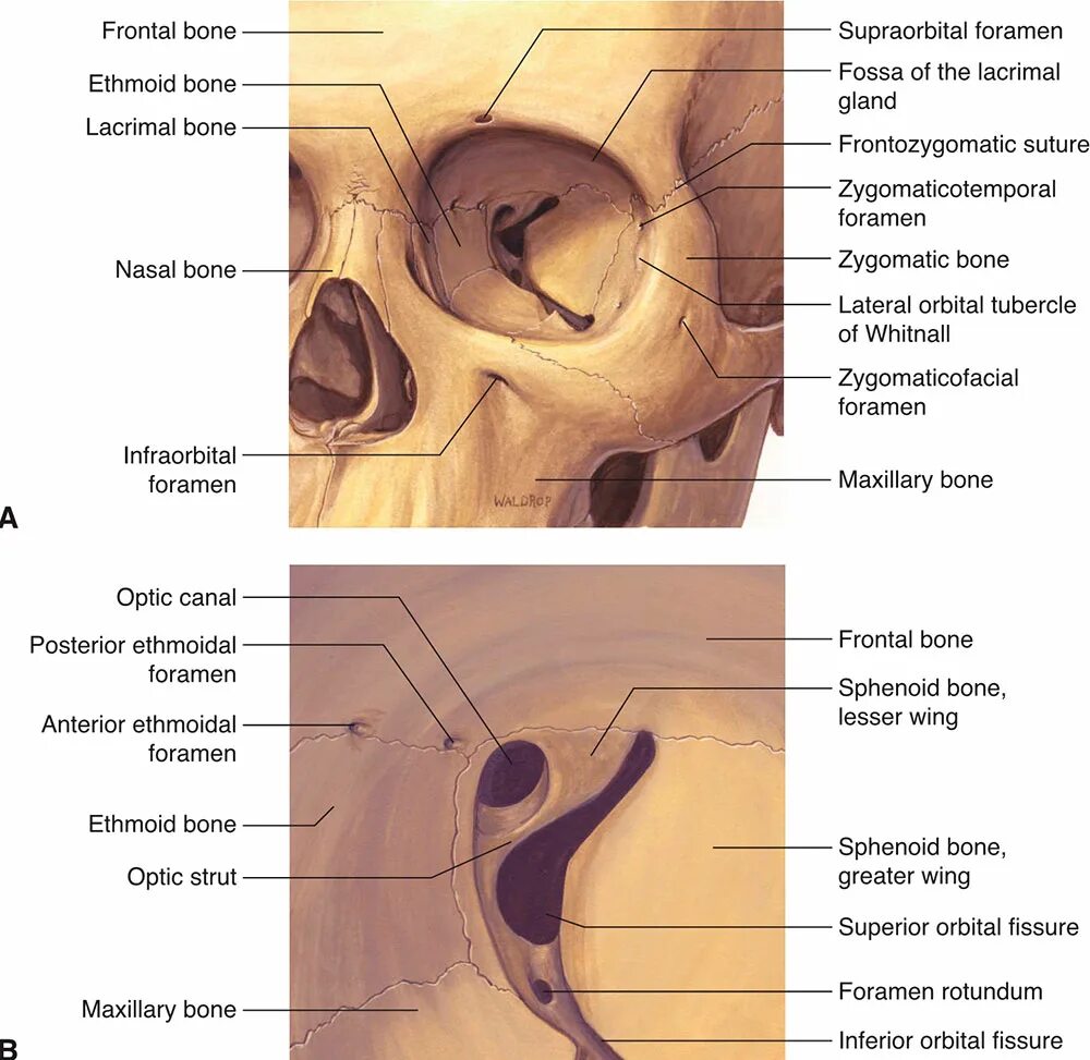 Левой глазницы. Глазница орбитальная кость. Стенки глазницы анатомия. Полость глазницы анатомия. Анатомия черепа кости глазницы.