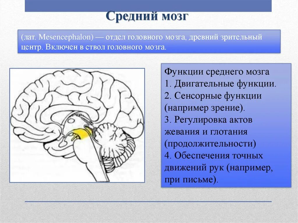 Головной мозг связан со. Отделы среднего мозга анатомия. Средний отдел мозга функции. Функции среднего мозга анатомия. Строение мозга средний мозг.