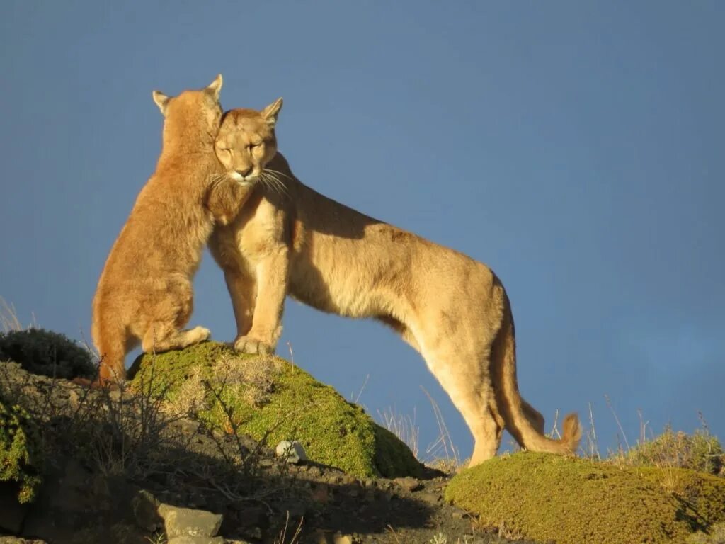 канадская пума. южноамериканская пума. пума горный лев. флоридская пантера. североамериканская пума.