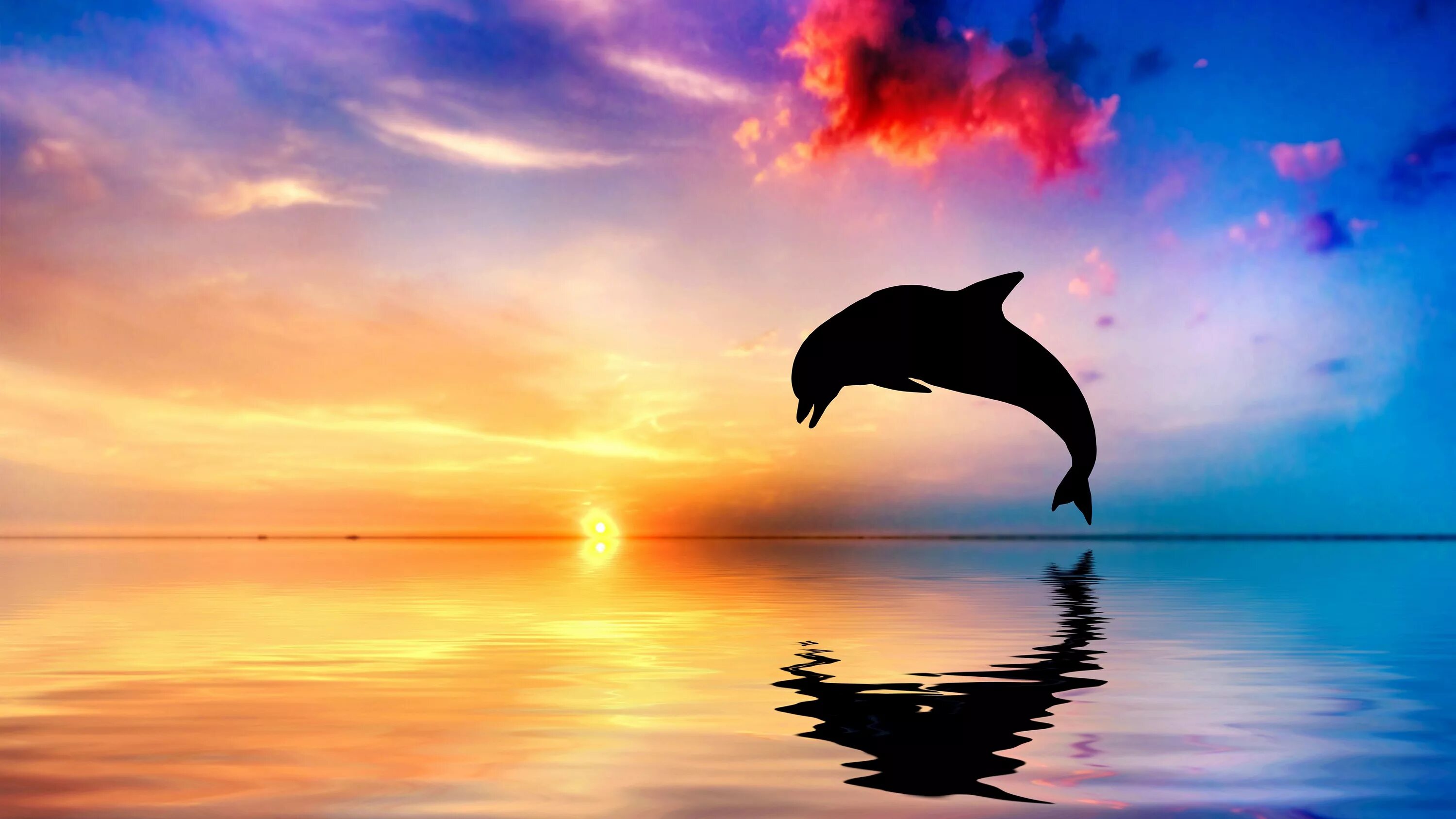 Слушать океан дельфин. Дельфин на закате. Дельфины в море. Дельфин в море. Красивые дельфины.
