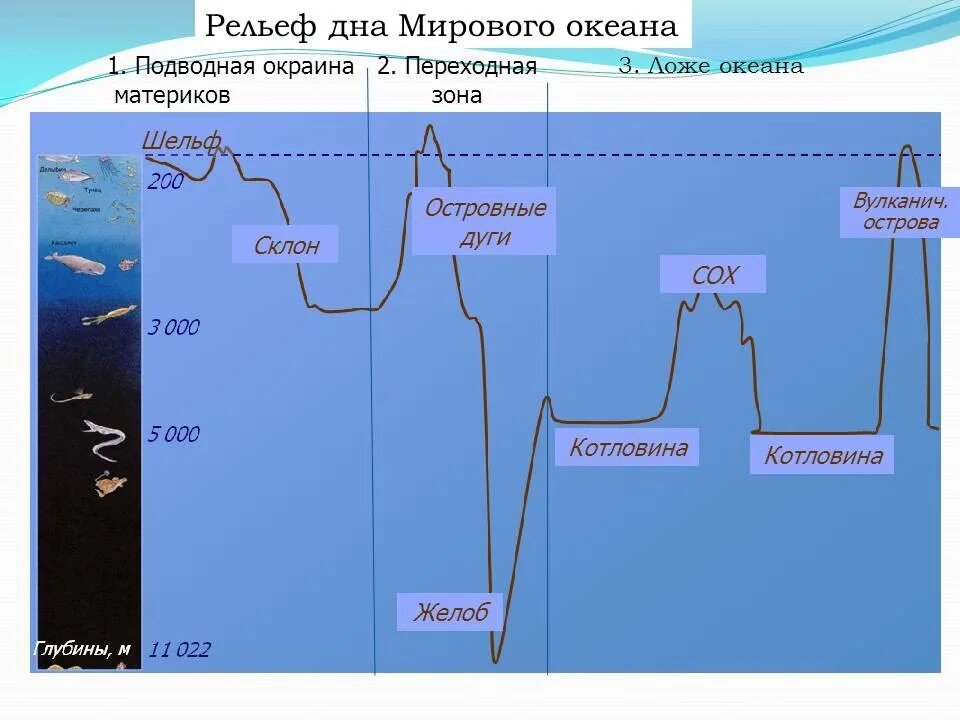 Рельеф мирового океана 5 класс география. Шельф материковый склон ложе океана глубоководный желоб. Схема дна мирового океана 6 класс география. Часть рельефа дна океана схема. Рельеф дна мирового океана 5 класс география.