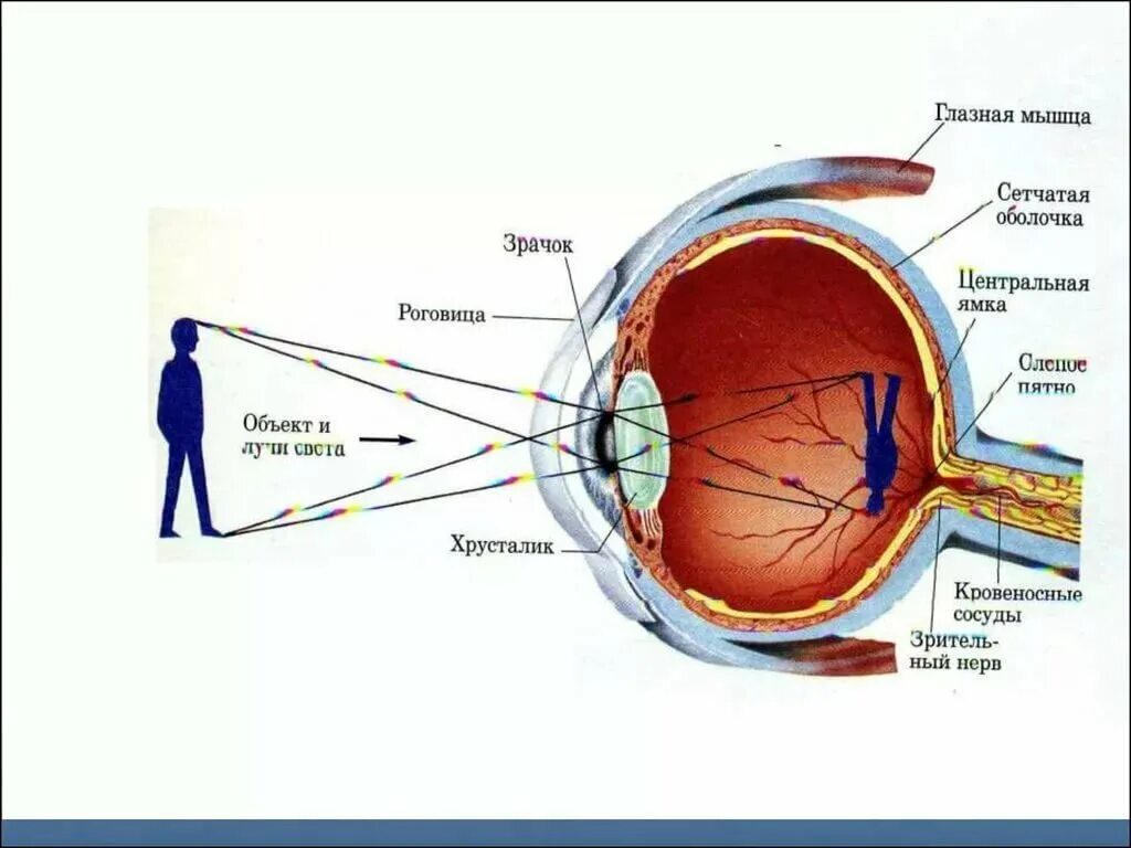 Изображение видимых предметов формируется на а роговице. Органы чувств человека глаз анатомия. Как устроено зрение человека. Как работают глаза анатомия. Как работает зрение человека.