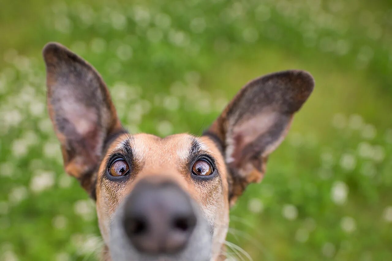 Photo pet. Elke Vogelsang собаки. Забавные собаки. Прикольные морды животных. Морда собаки.