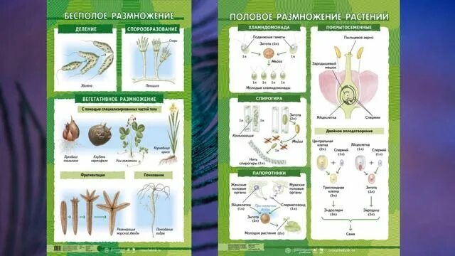 Тест биология жизнедеятельность организмов. Жизнедеятельность организмов 6 класс Сивоглазов. Жизнедеятельность организмов 6 класс биология. Биология. 6 Класс. Учебник. Окружающий мир 4 класс.