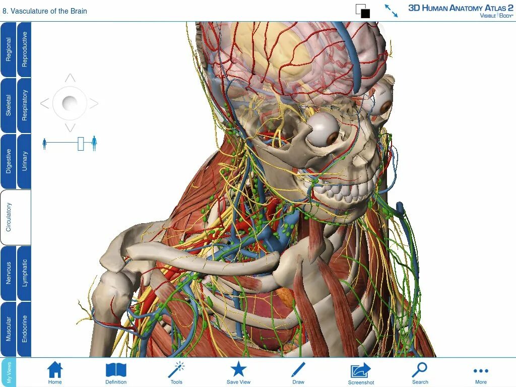 Анатомия твц. 3д атлас анатомии человека. Виртуальные анатомические атласы.
