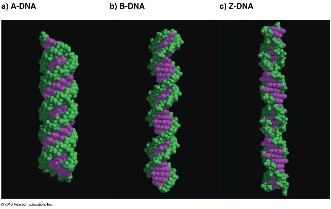 Формы ДНК. Z форма ДНК. B форма ДНК. Структура ДНК B форма.