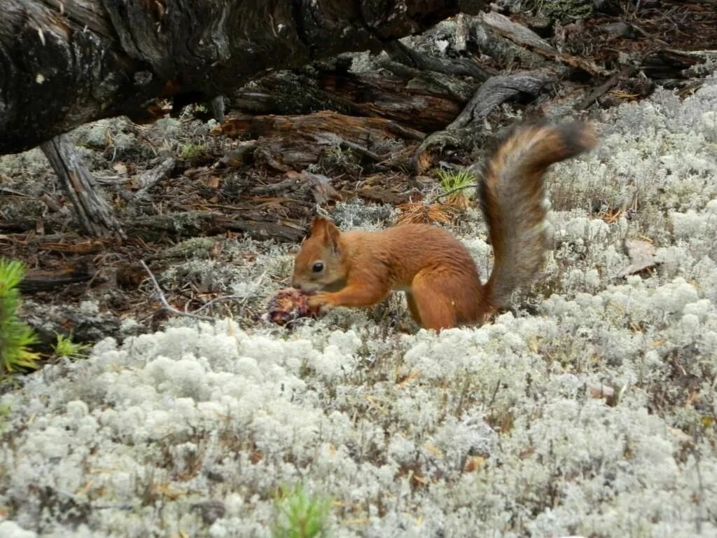 Словакия флора и фауна. Фауна сайт. Судан фауна. Убсунурская котловина заповедник. Фауна сайт.