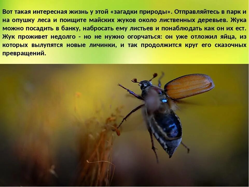 Насекомые в инсталляциях. Что значит насекомые во сне. Рыжие насекомые. Приснились насекомые. Марабунта муравьи.
