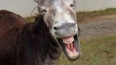 Semiz eshaklar va yumaloq kokraklar fotosuratlari