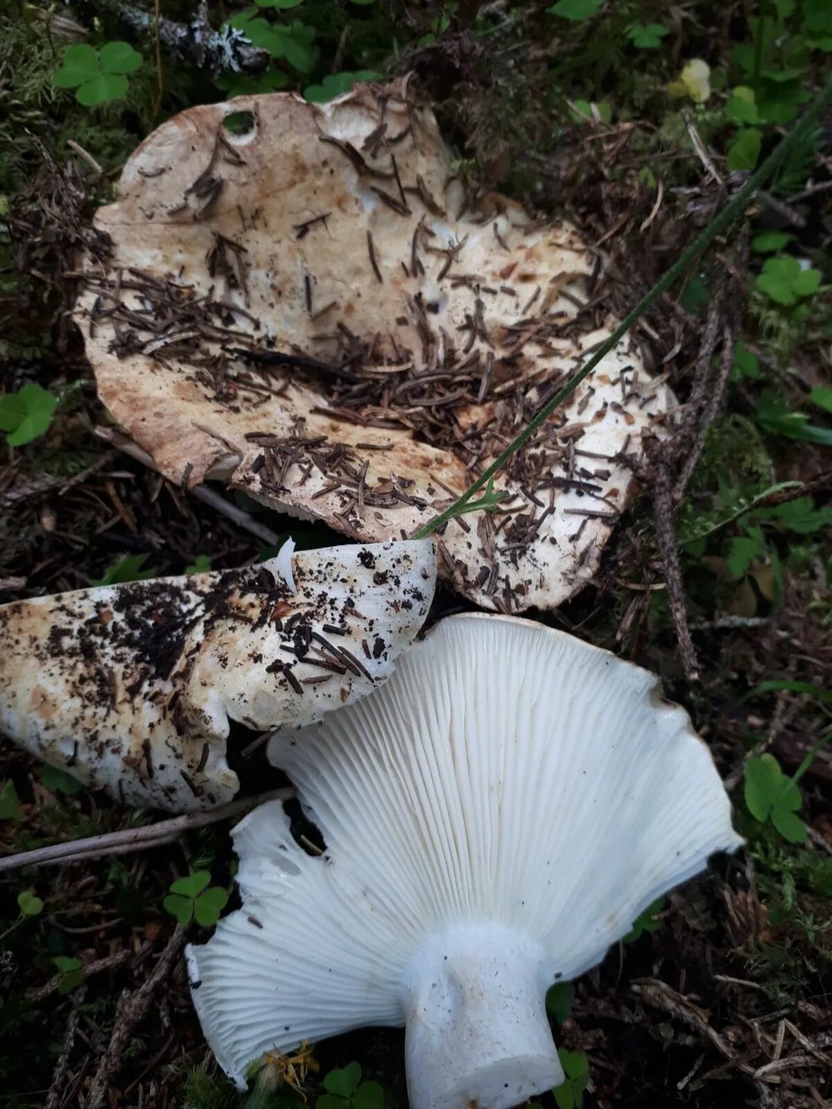 Подгруздок бело-чёрный (Russula albonigra). Фото на сайте "Грибы: информация и ф