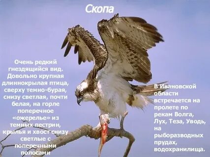 Животные ивановской