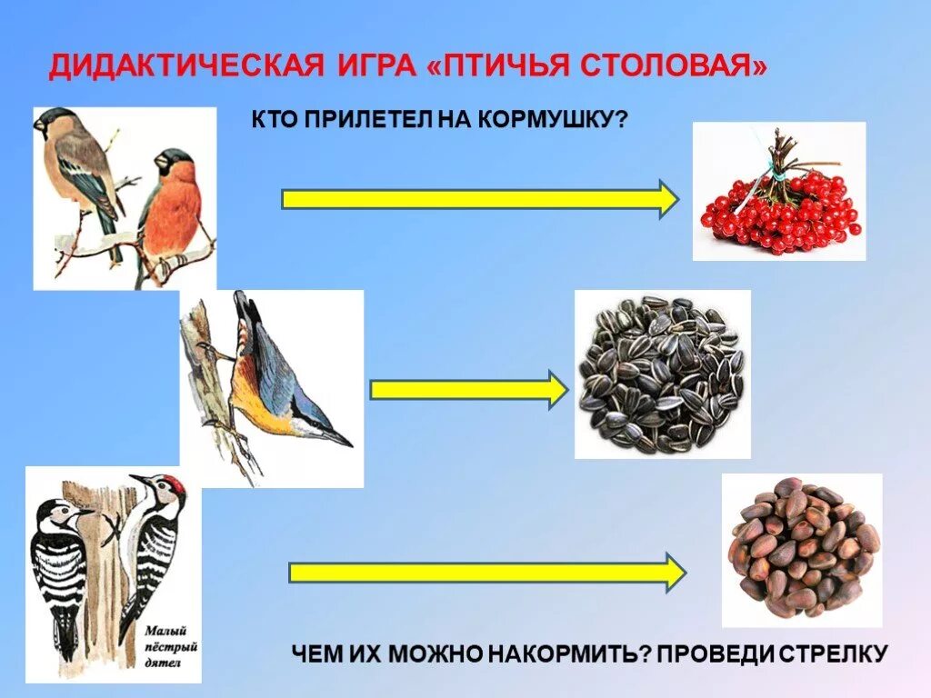 Пища зимующих птиц. Корма для зимующих птиц. Корм зимующих птицах для дошкольников. Питание птиц для дошкольников. Группы питания птиц