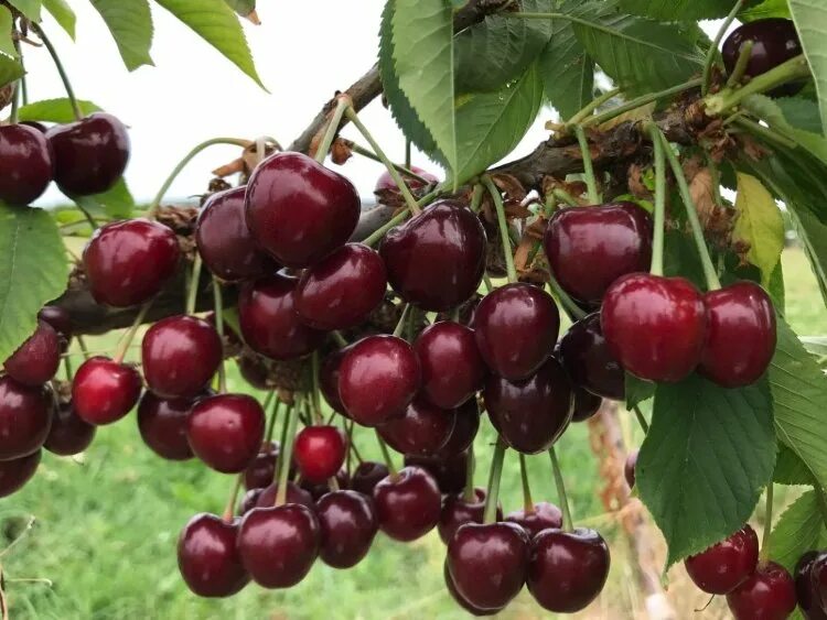Черешня канди гигант. Картинки вишни и черешни. Вишня сорт максимовская. Черешня крупноплодная черная. Черешня свитхарт.