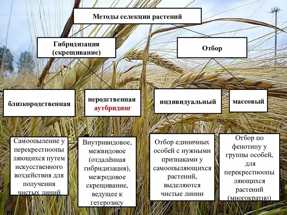Формы отбора применяемые в селекции. Метод селекции растений. основные методы селекции растений и животных таблица. основные методы селекции растений животных и микроорганизмов. основные метода селекции растений.