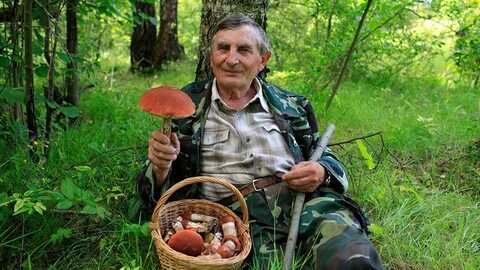 Лесник грибы